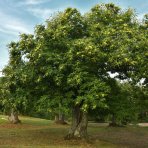 Gaštan jedlý (Castanea Sativa) ´MARAVAL´ - výška 120-150 cm, obvod kmeňa 4/6 cm, kont. C6L